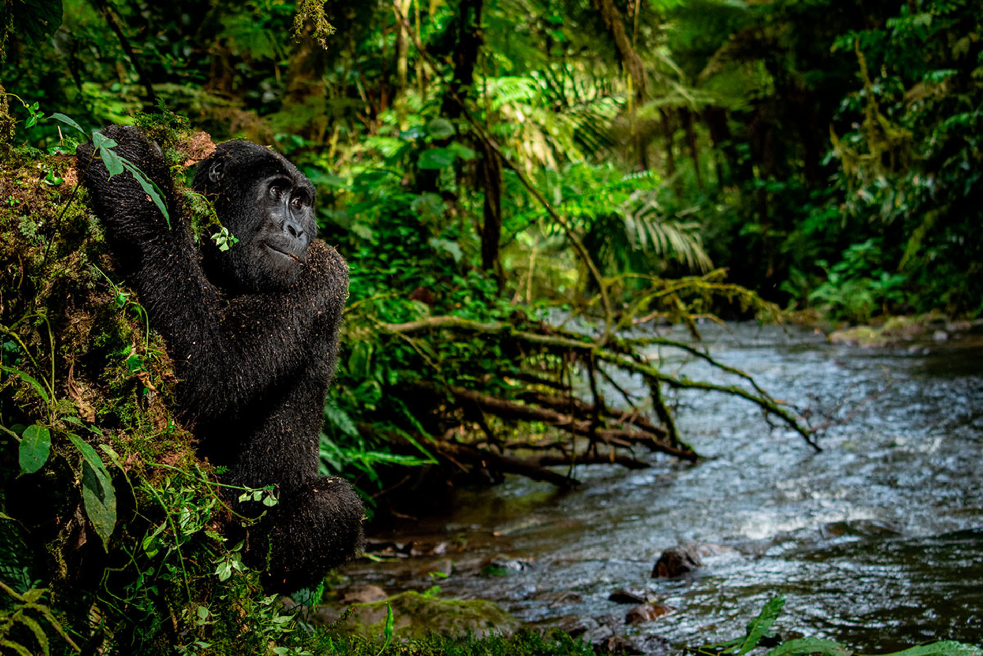 Gorilla by the water 