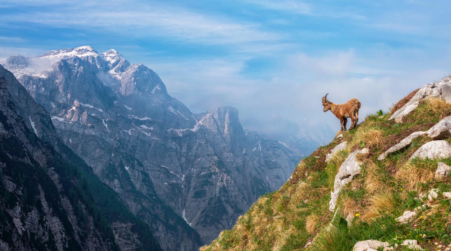 Alpine Ibex