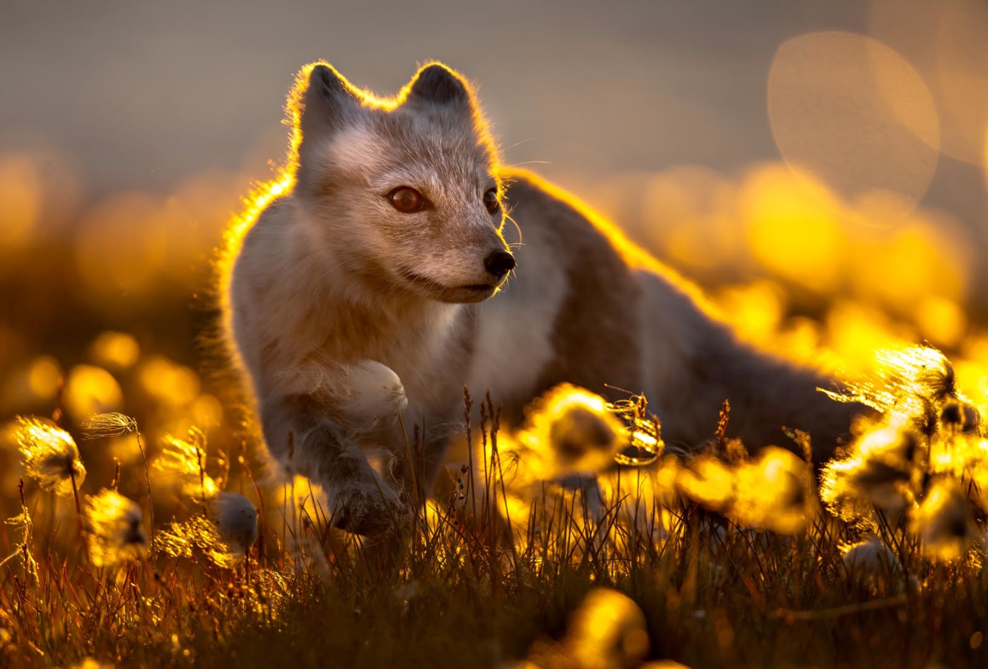 The hunting arctic fox