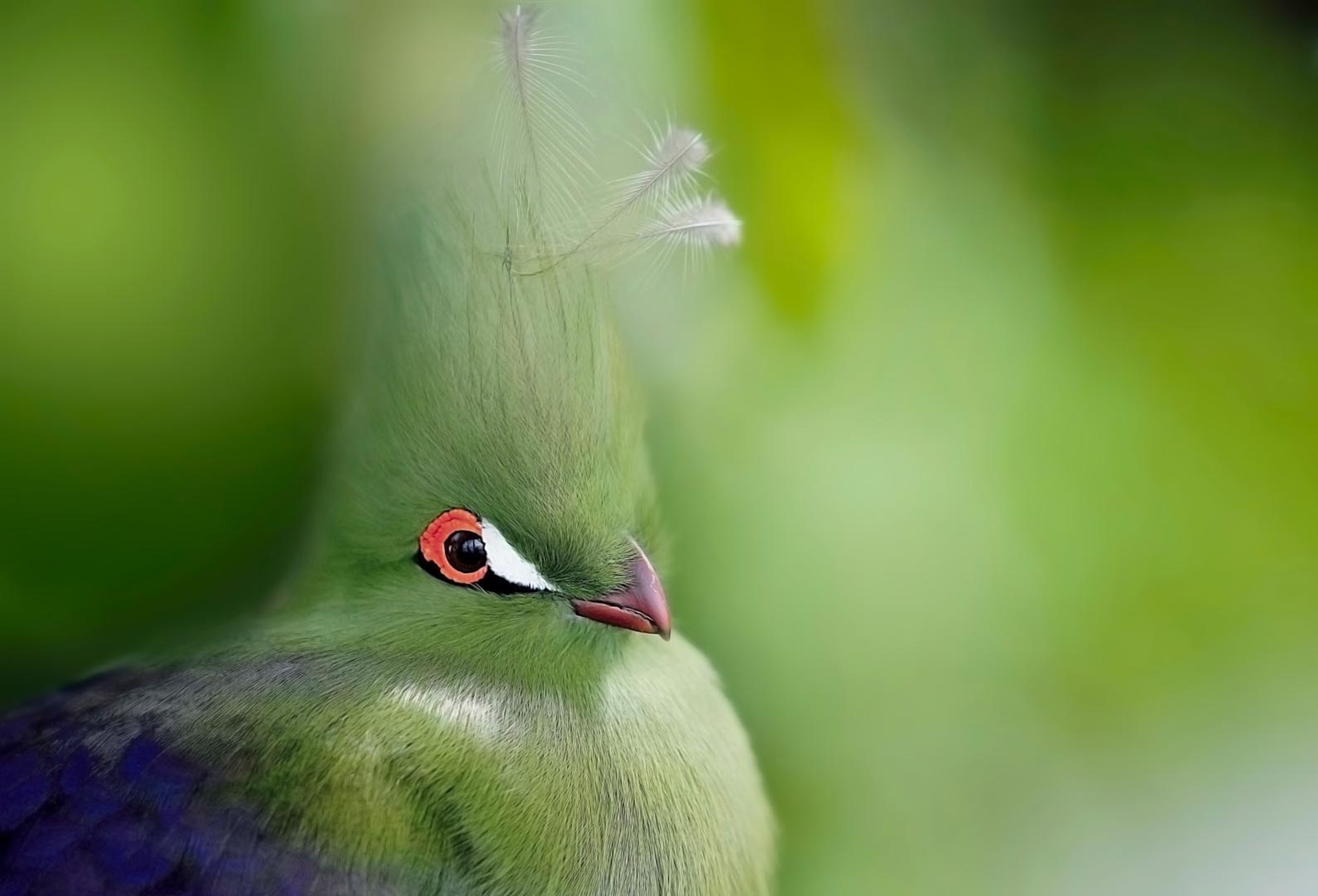 Turaco