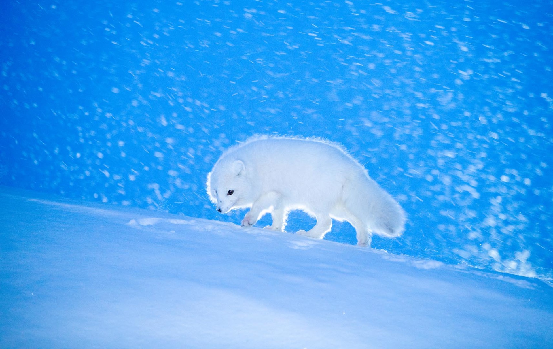 The Polarfox in the Arctic Winter, 2021