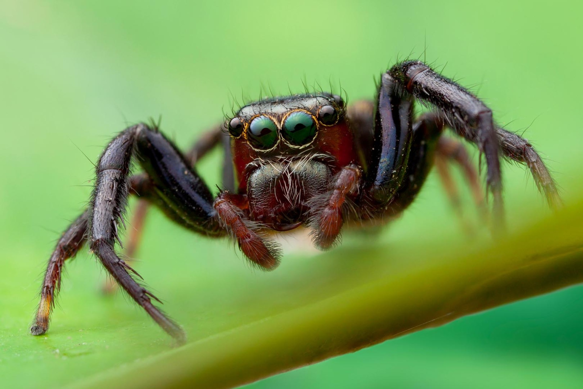 The mesmerizing eyes