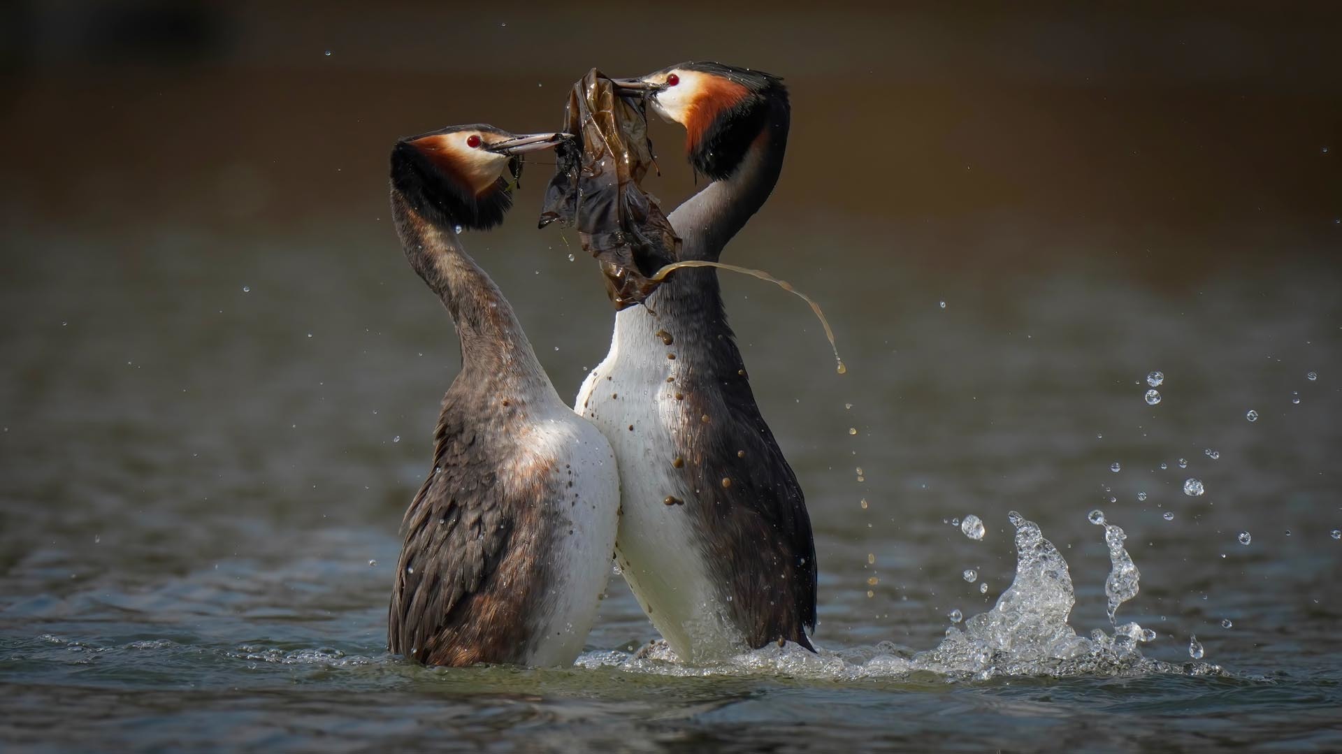 Great Crested Grebes