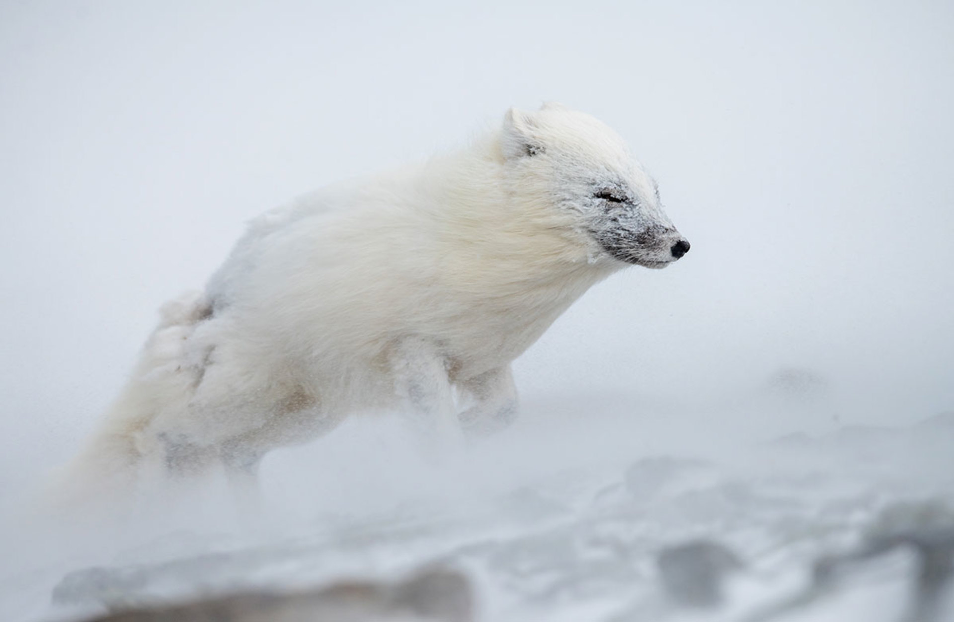 The Polar Fox in the Artic Winter, 2020