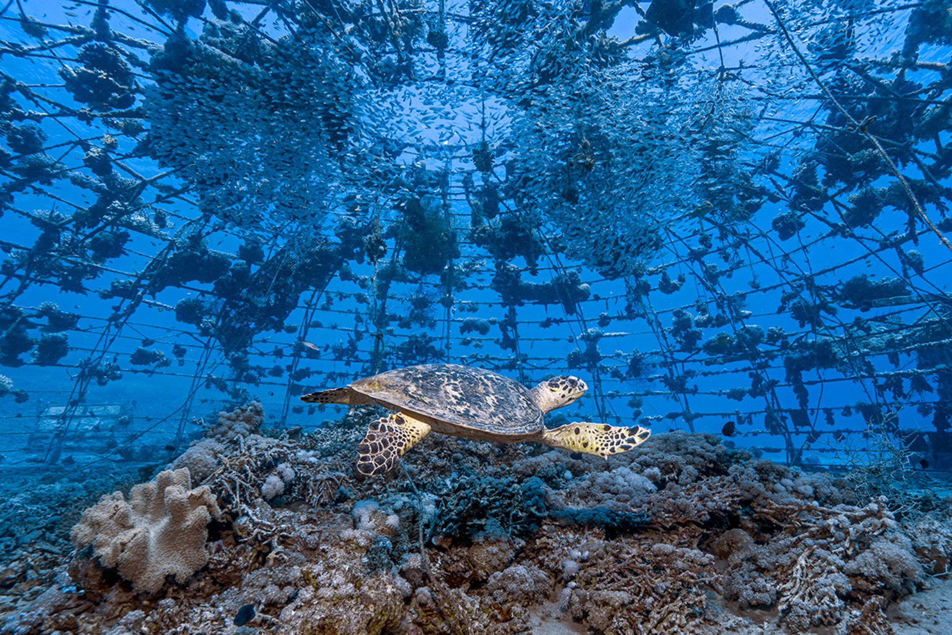 Checking Out a Coral Nursery, 2019