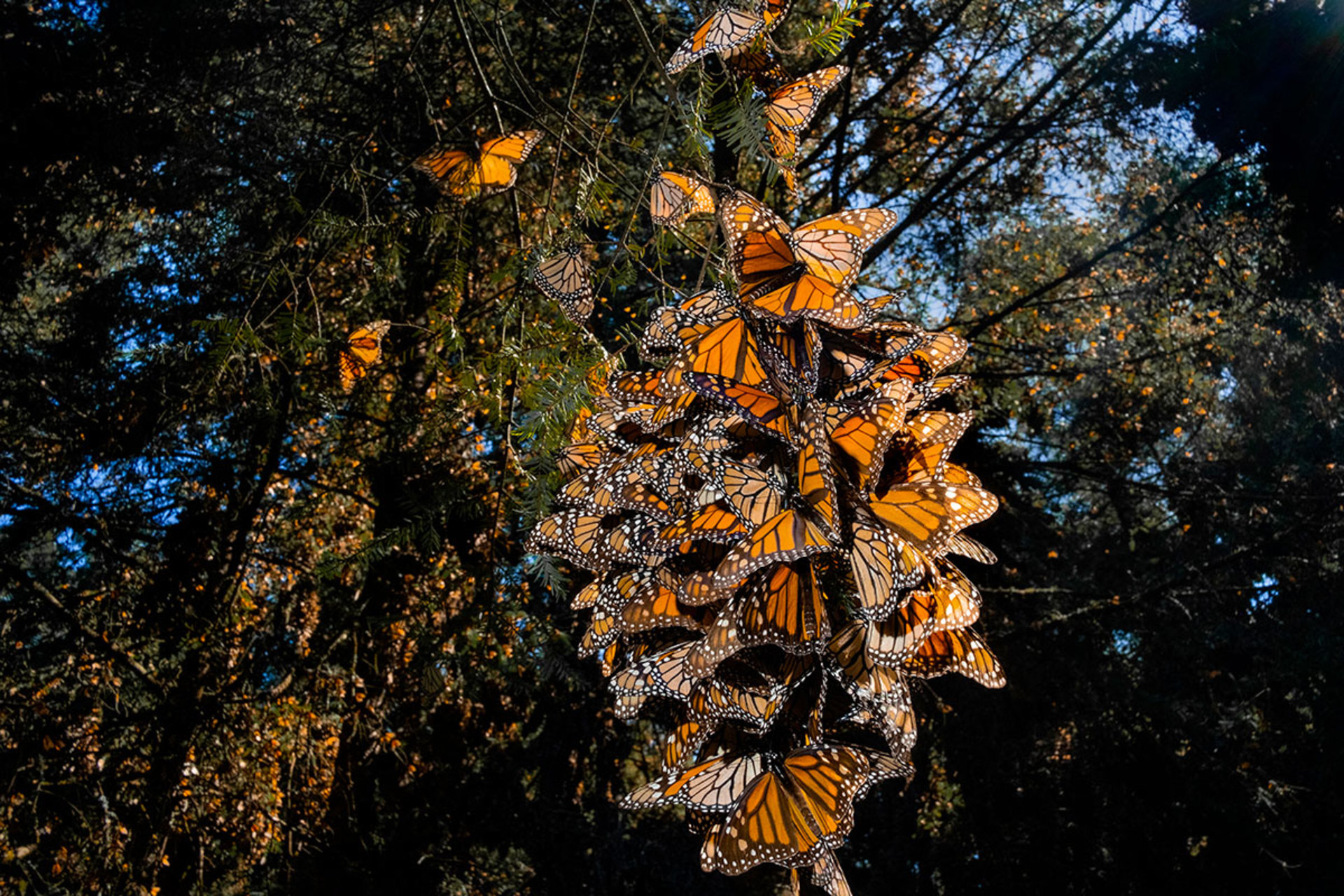 Monarch Butterfly Colony, 2022