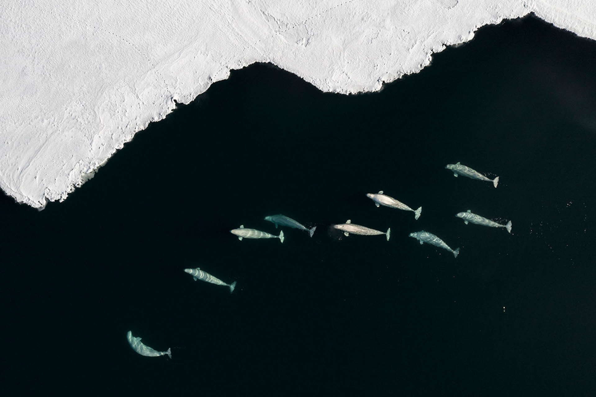 Arctic Angels, 2019