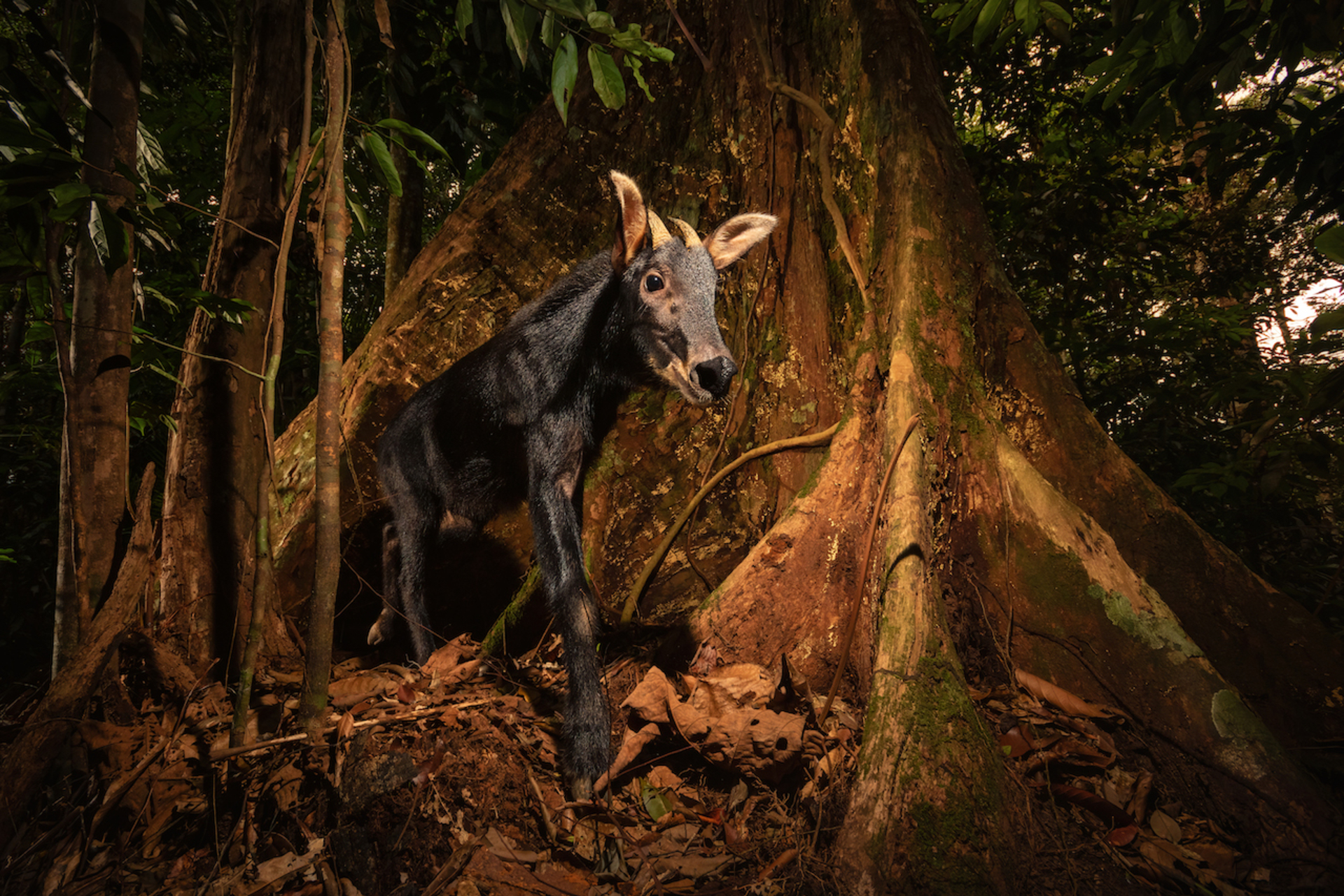 Sumatran serow 