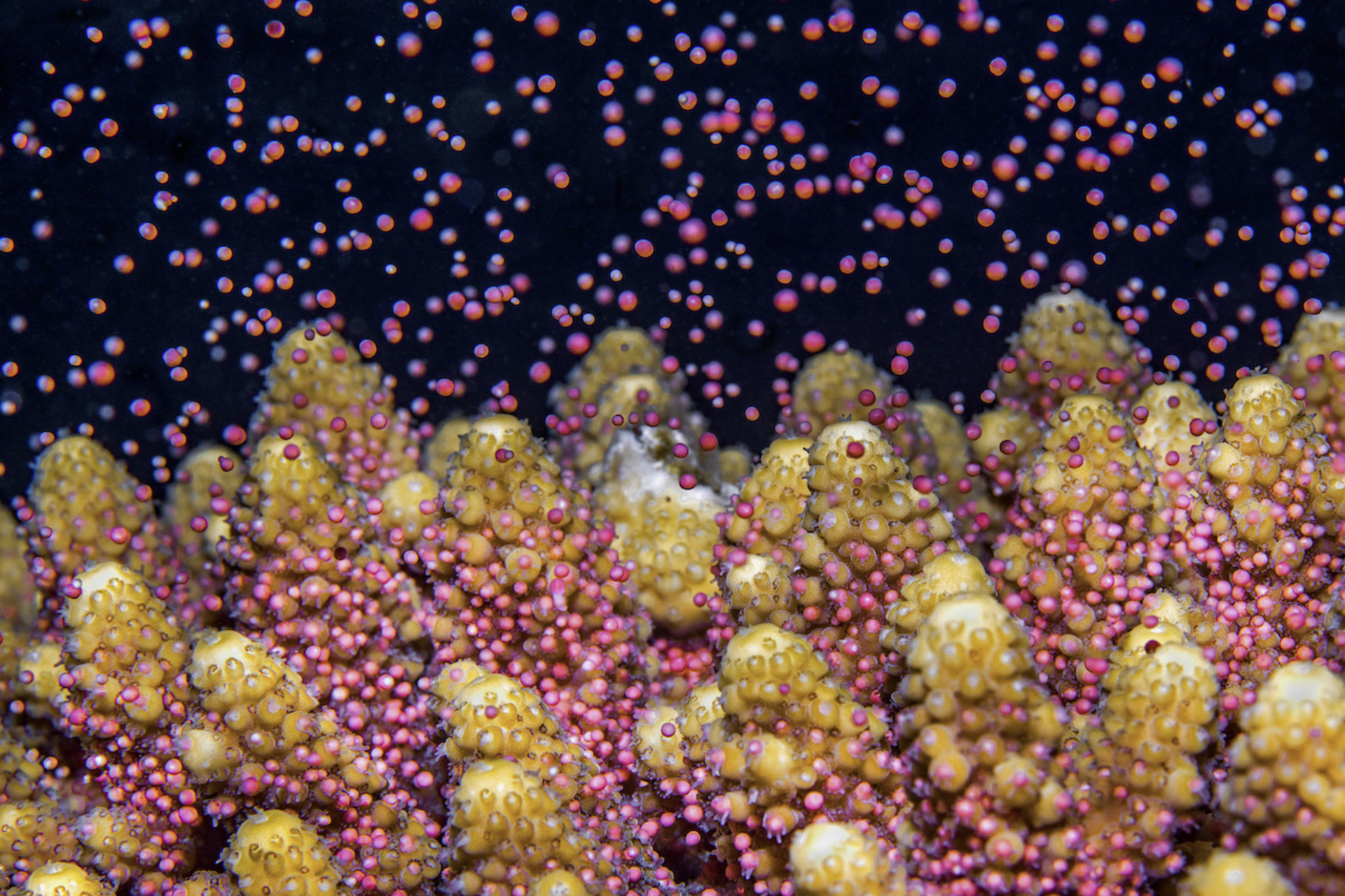 Underwater colorful snowstorm