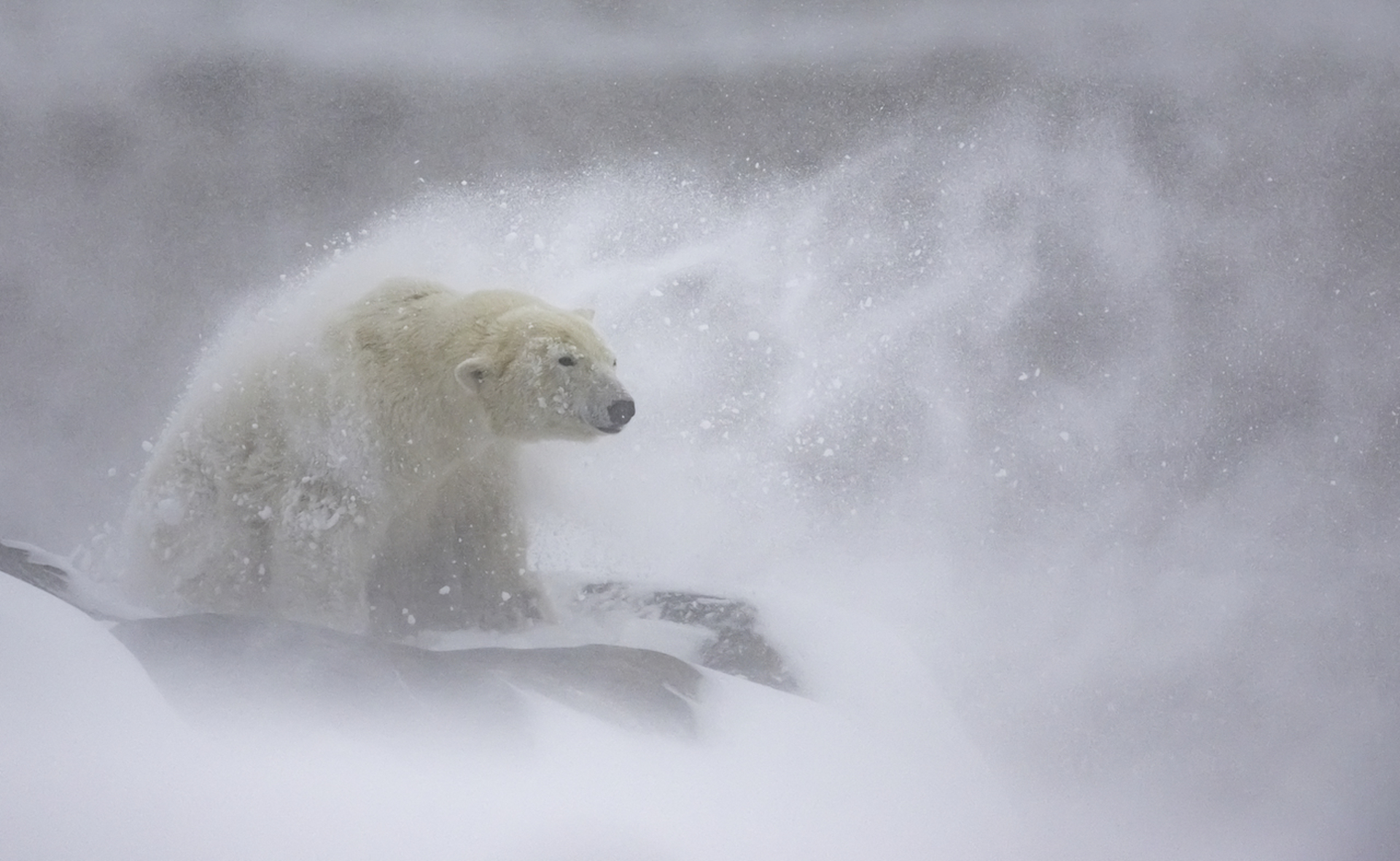 Shaking off the snow 