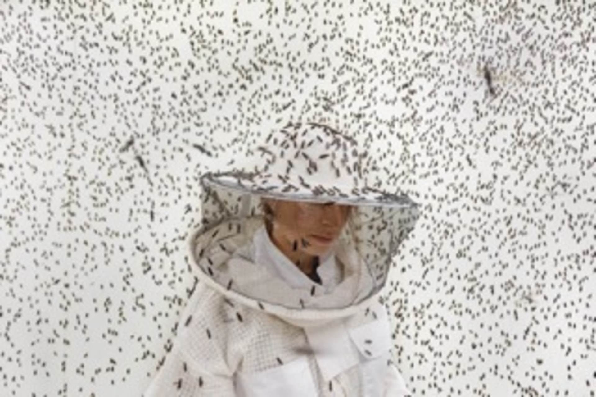 Insects, Architects of a Sustainable Future