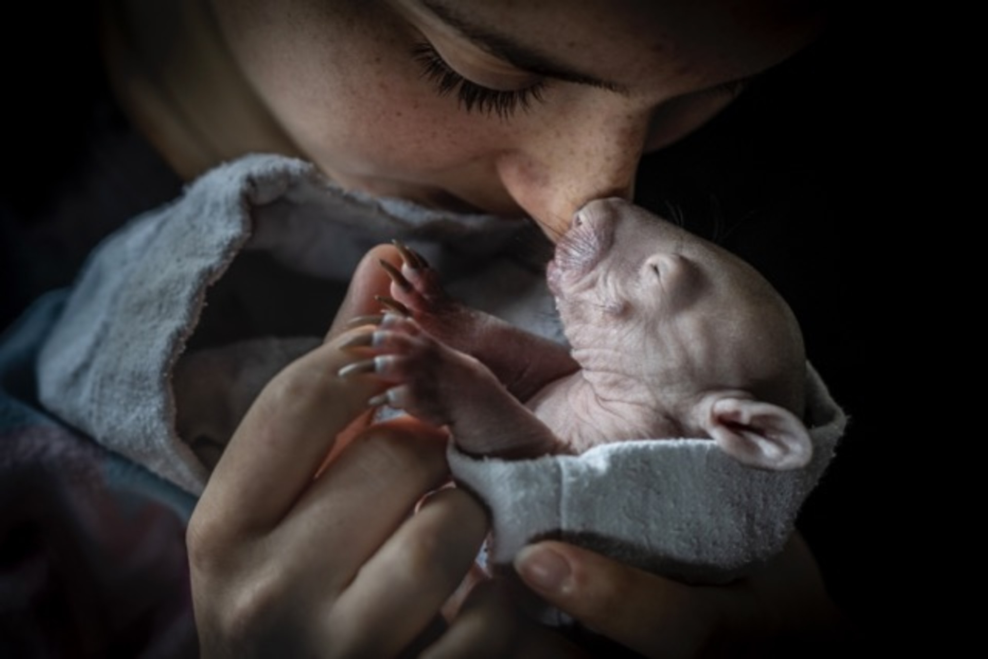 Bare Nose to Bare-Nosed Wombat