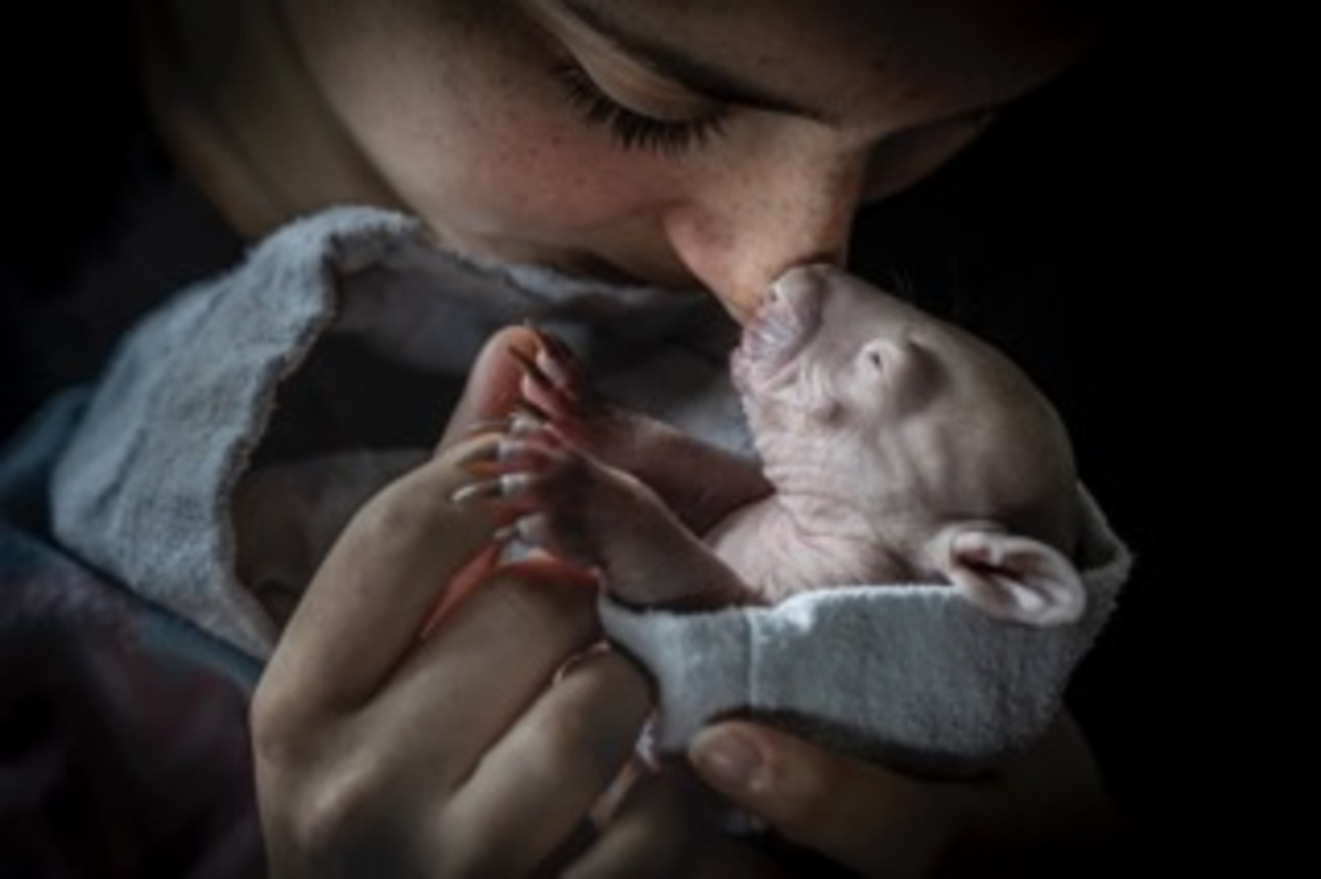 Bare nose to bare-nosed wombat