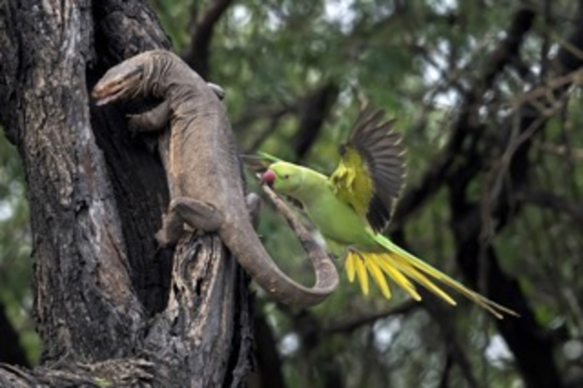 Parakeet bitting Monitor lizard