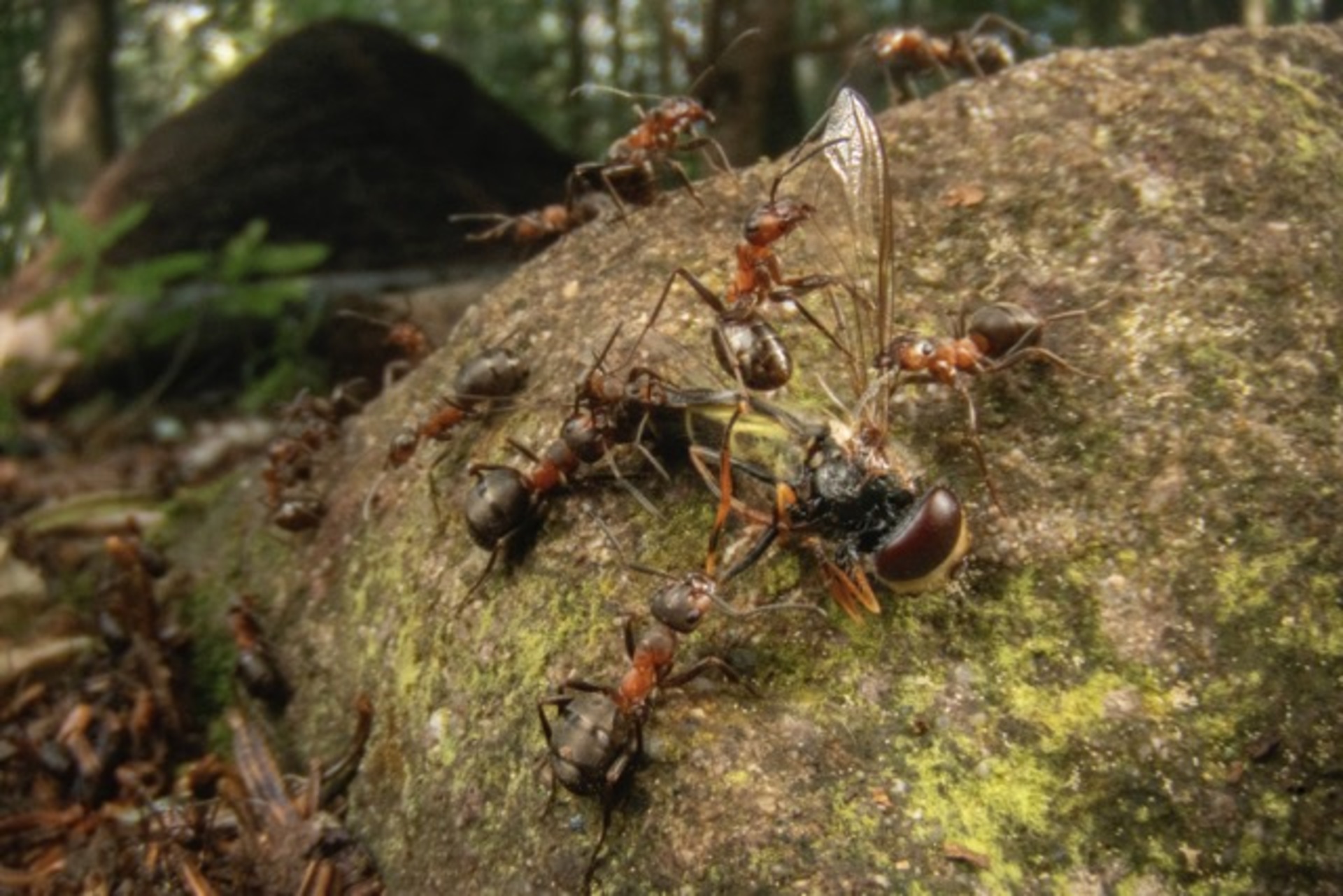 The Army of the Spruce Forest