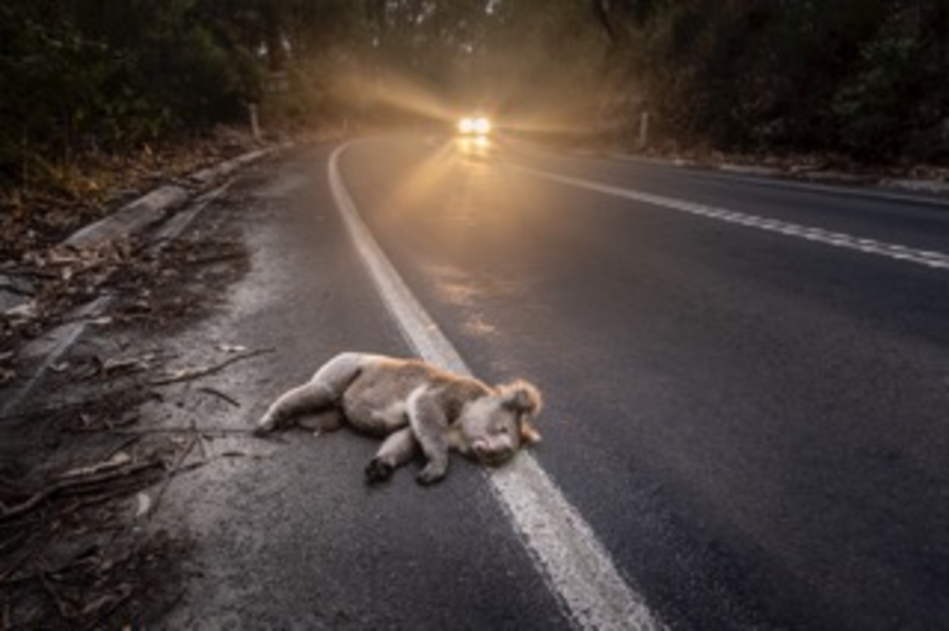 Koalas are dying for you to slow down