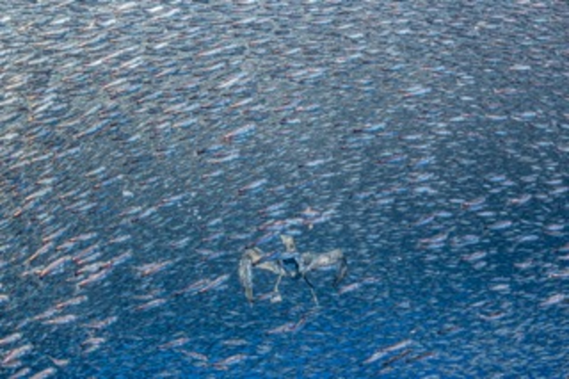 Shearwater’s Dilemma