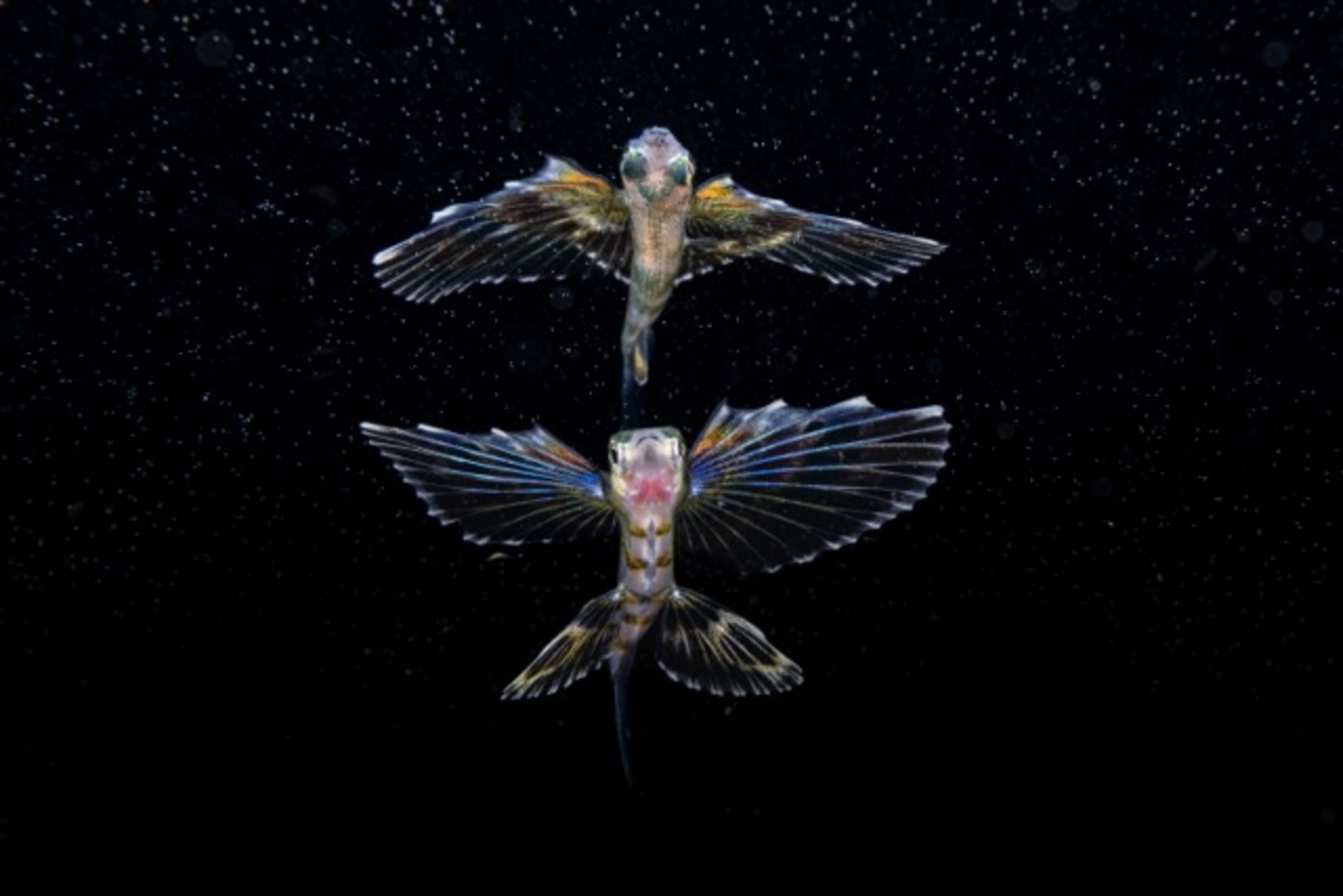 Swimming among Stars