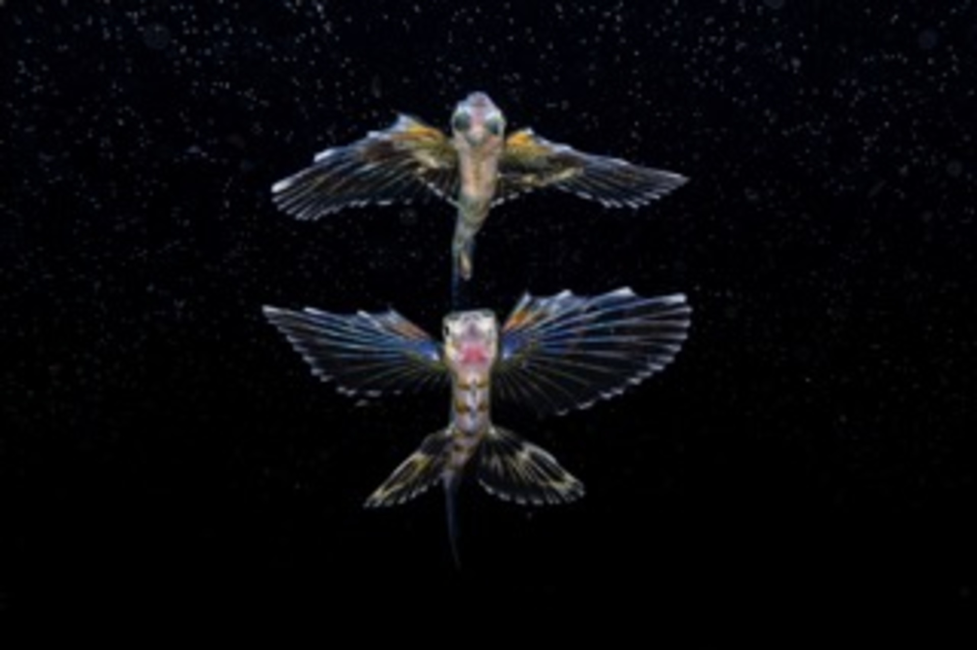 Swimming among Stars