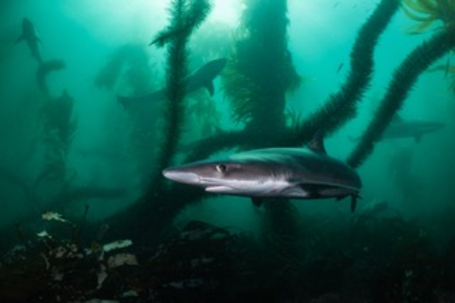 Eight Soupfin Sharks