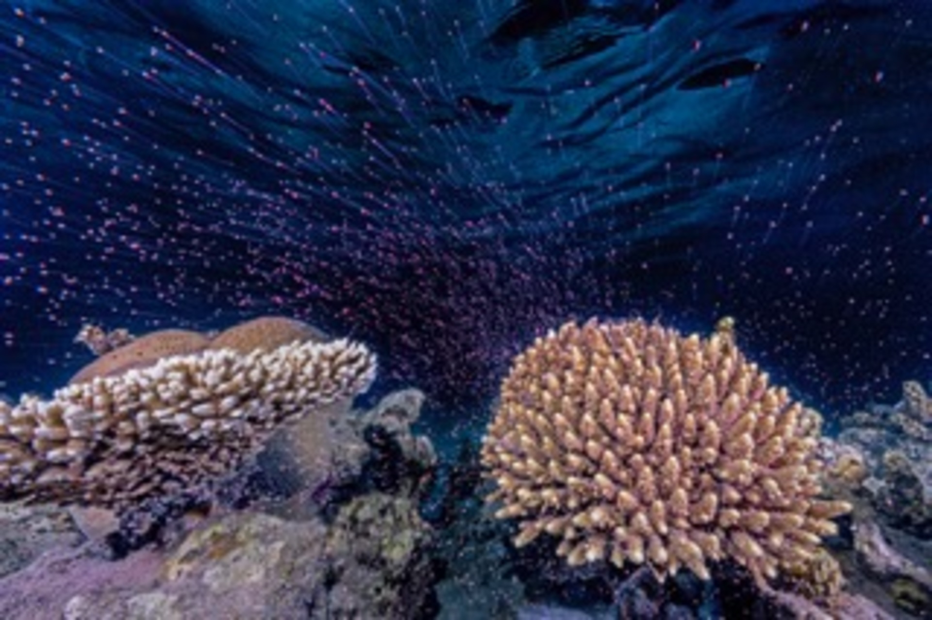 Underwater Fireworks