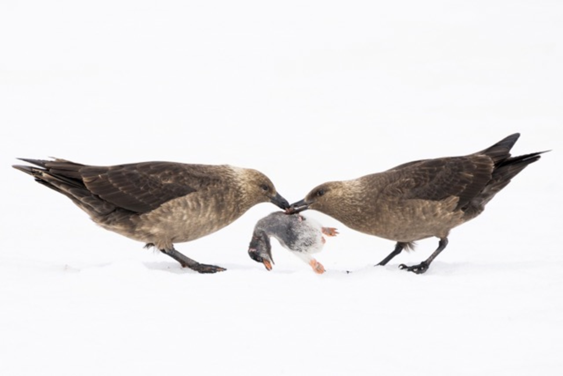 Penguin feast