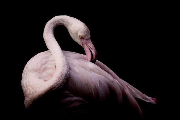 Lady in pink