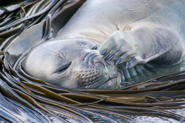 Elephant Seal Picking Nose