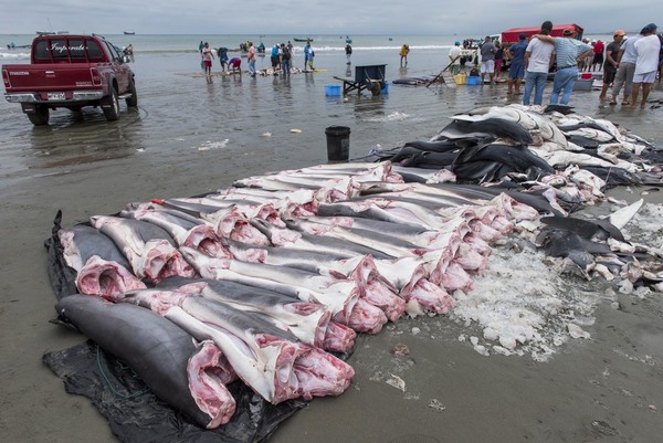 Dead Sharks for trade