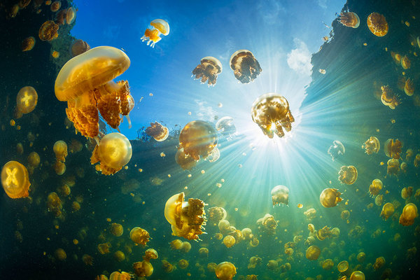 Sunlight & jellyfish