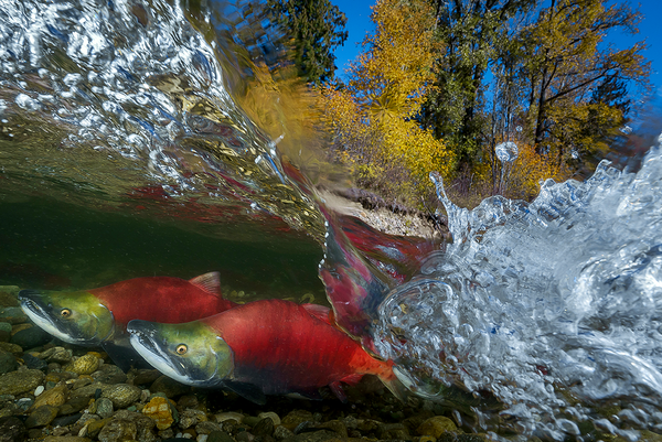 Pacific Red Sockeye, 2018