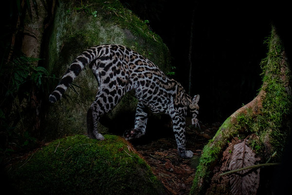 Cloud Forest Ocelot, 2022