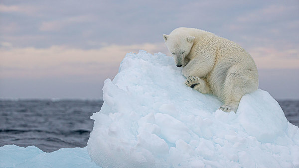 Resting Before the Long Swim to the Polar Ice-Pack, 2020