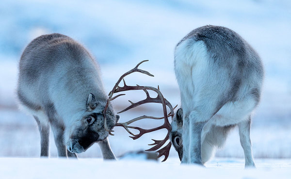 Svalbard Reindeer in Action, 2021