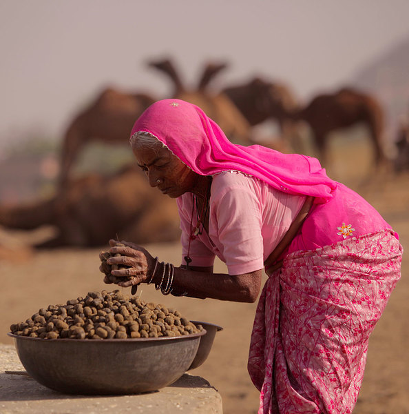 Woman Collecting Camel Dung, 2011
