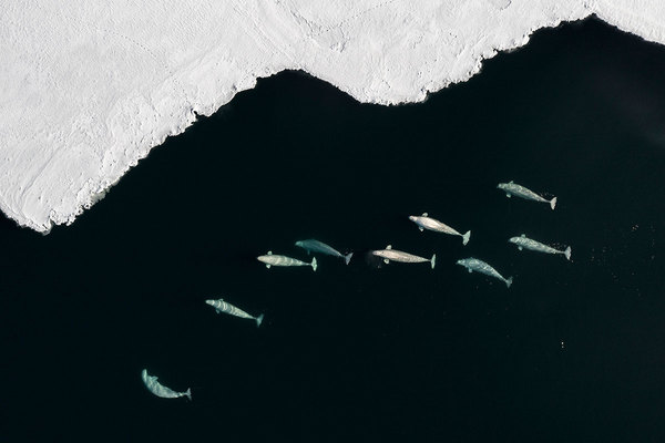 Arctic Angels, 2019