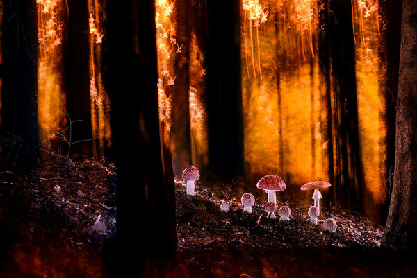 Magical World of Amanita, 2022