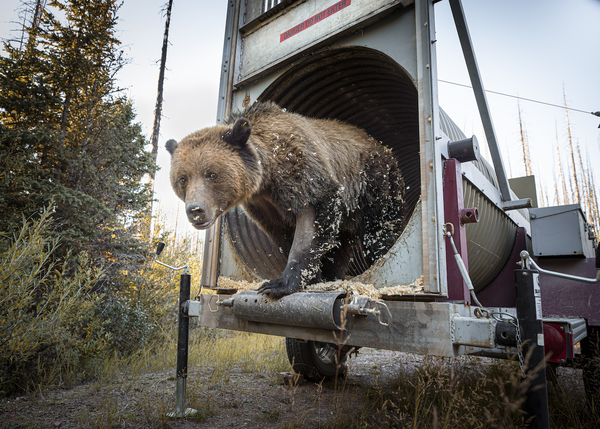 Emerging Grizzly