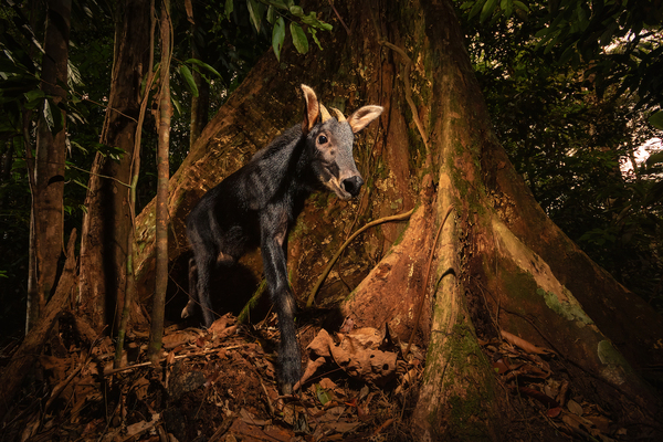 Sumatran serow 