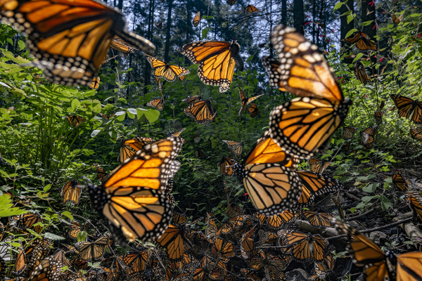 Explosion of Monarchs