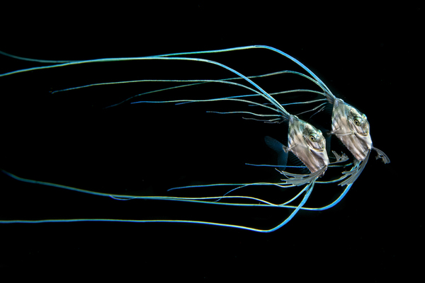 Jellifish Mimicry