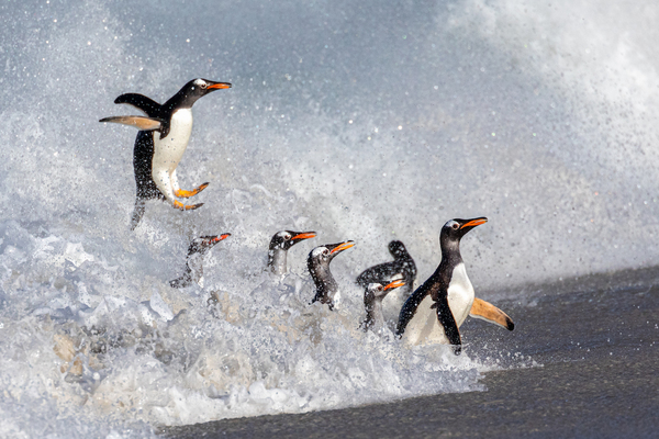 Gentoo Flying High