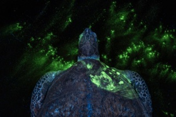 Handprint on Sea Turtle