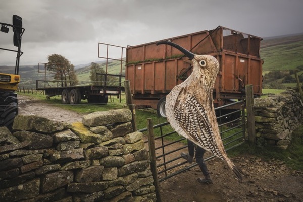Curlew Man
