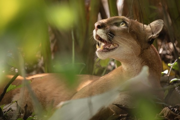 Predator’s Gaze