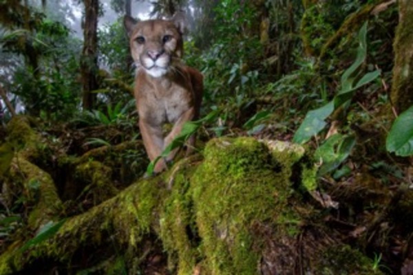 The Tailless Mystery