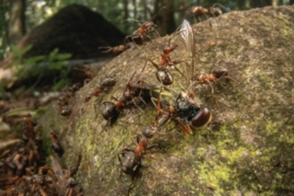 The Army of the Spruce Forest