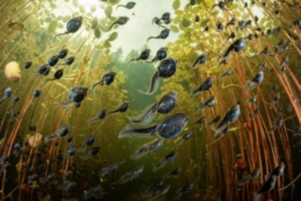 Cloud of Tadpoles