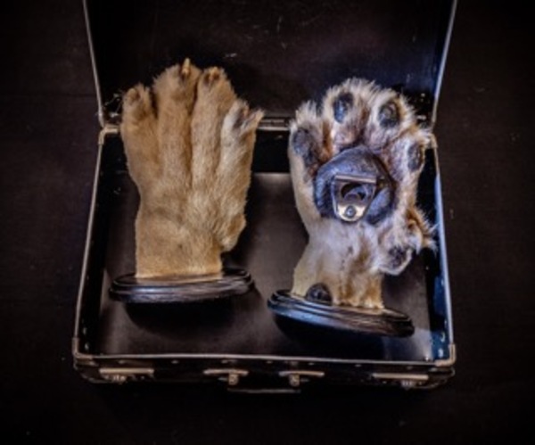 Lion Paws turned into Bottle Openers