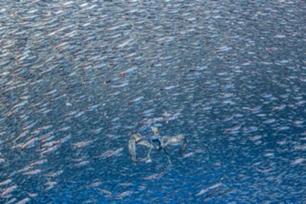 Shearwater’s Dilemma